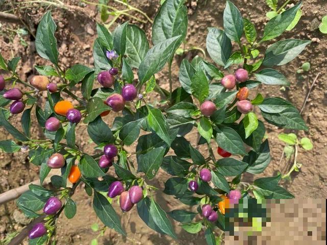 阳台上的小花盆,种上五彩椒,果子好看还能吃! 阳台上的小花盆,种上五彩椒,果子好看还能吃!