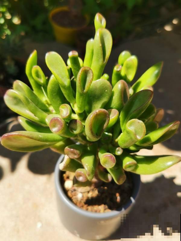 1种吸财树,叶子猛晒红彤彤,养在家里寓意好 1种吸财树,叶子猛晒红彤彤,养在家里寓意好