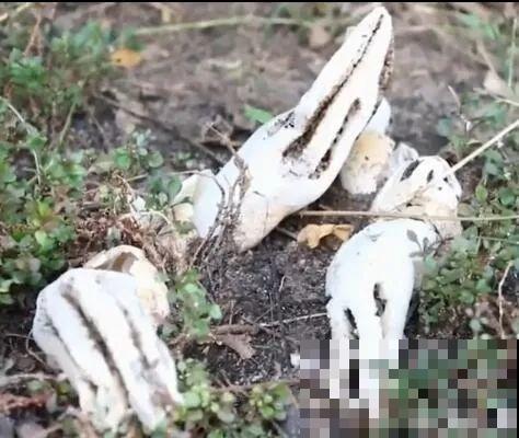 路边看到这种花，赶紧跑，离得越远越好！