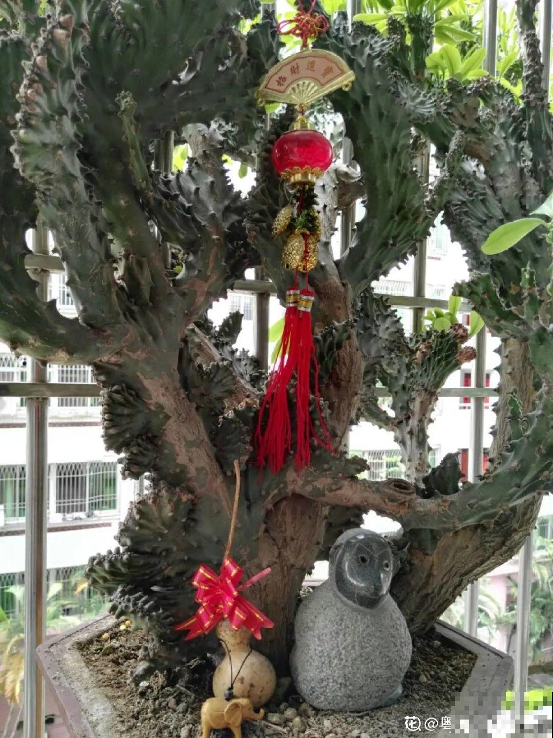 15种镇宅花，家里摆一盆，镇宅旺运超霸气！