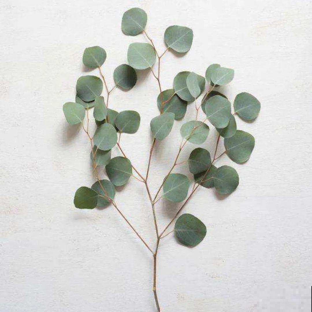 1种花叫大花犀角，闻久了头晕，家里养要小心！