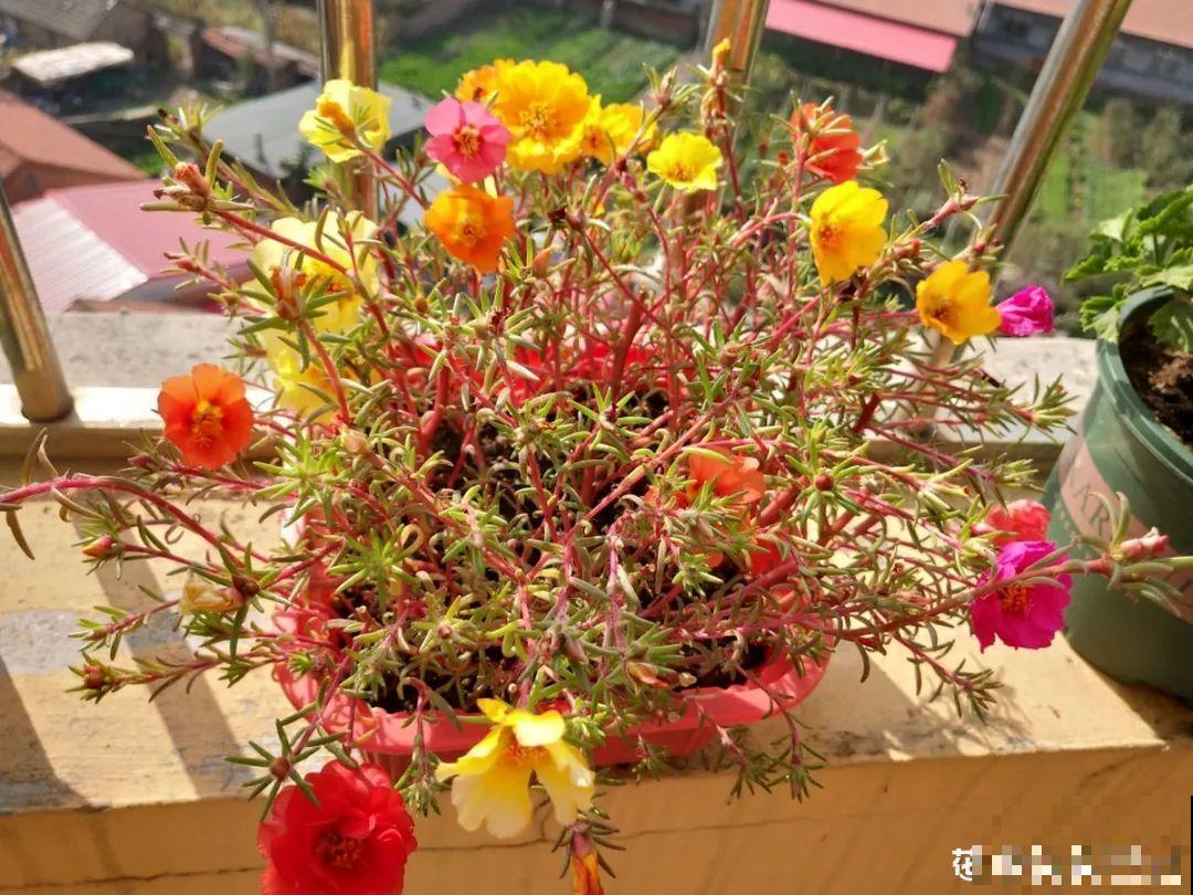 秋天降温快，家里养这9种花，要赶紧搬进屋了