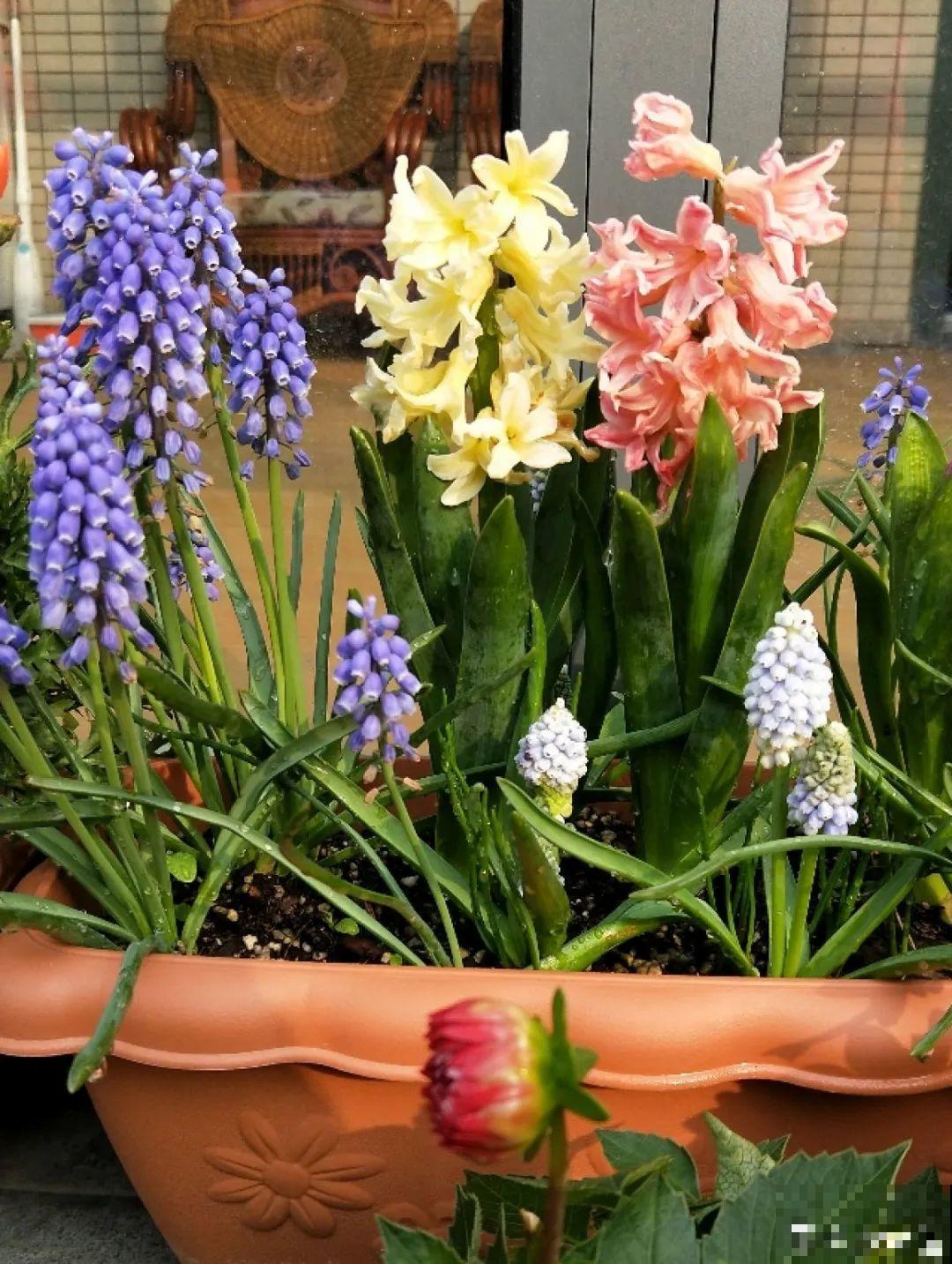 再穷也要养长寿花，寓意好、开花美，养人又养家！