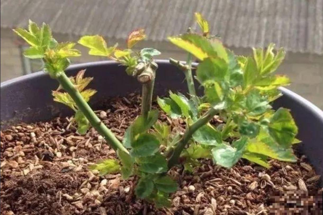 给月季修剪有讲究，不能乱剪，剪坏了开不出花惨兮兮！