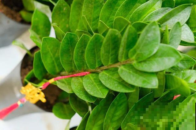 冬天就养耐阴花，没光也能开爆盆，扔角落自己疯长！