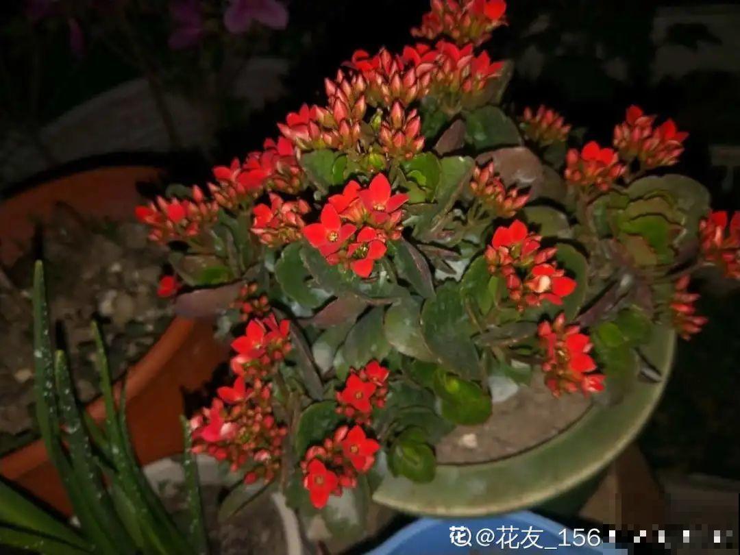 长寿还是地栽长得肥，皮实好养，满头都是花苞