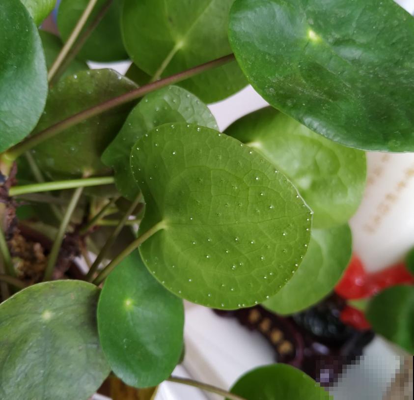 镜面草适合在家养，简单好打理，满盆都是“小绿伞”！