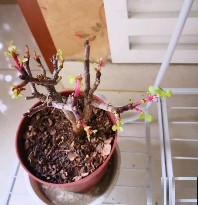 买到药锦怎么办？狠心切一切，还是一棵好花树！