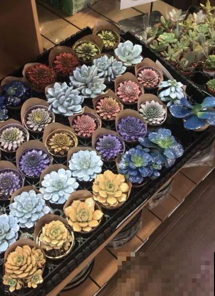 天然的玉露特美，叶子通透似玉，甩抹药的十条街！