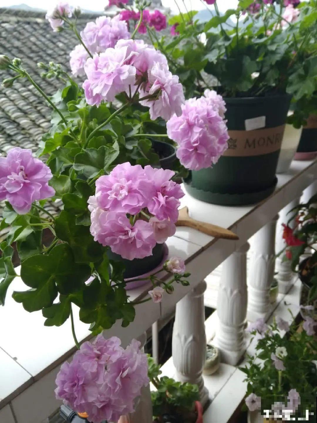 想省心就养这些花,没有病虫害,就爱开花! 想省心就养这些花,没有病虫害,就爱开花!