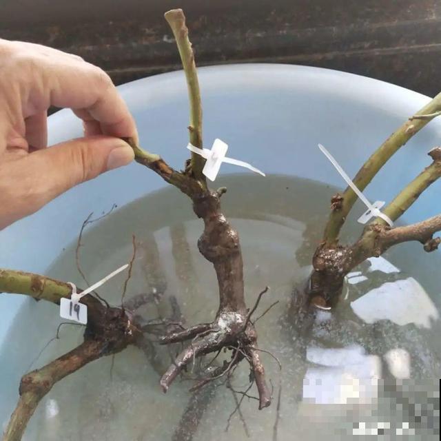 不长叶不长枝的花别买，都是骗人的，养不活浪费钱