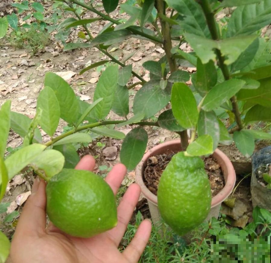 秋冬动不动就生病？养这4盆花，益处多多！