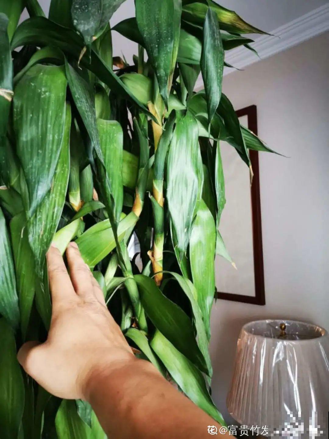 这花10块钱买一大把，丢水里冒出萝卜根，太好养！
