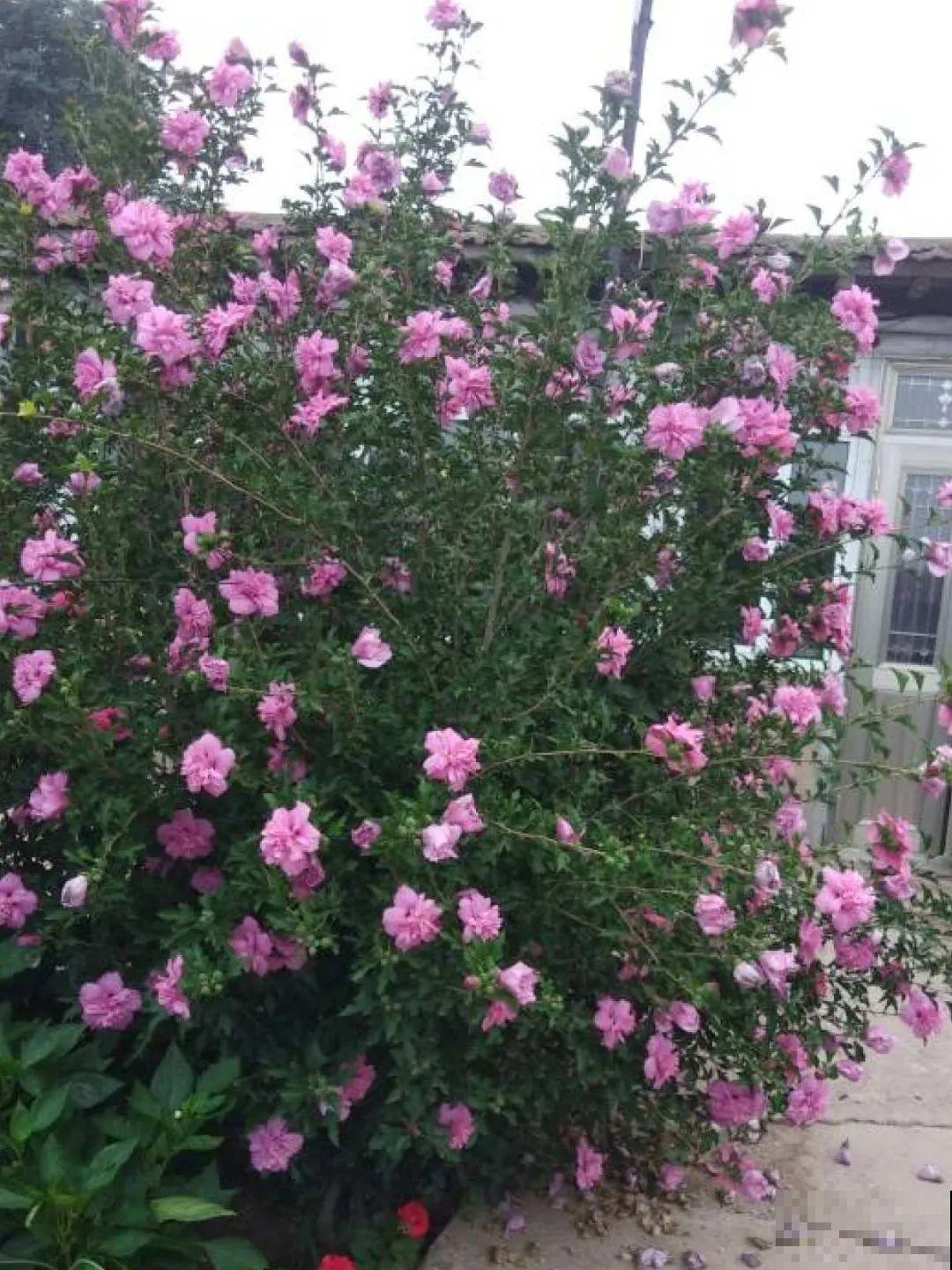 不同花卉耐寒程度不同,要根据品种来养护 不同花卉耐寒程度不同,要根据品种来养护