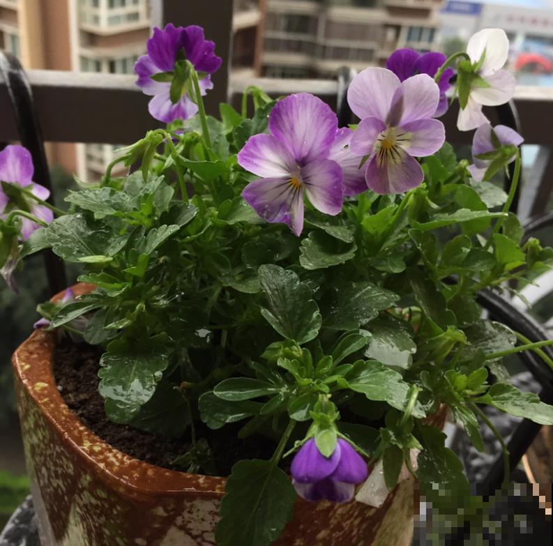 这种花秋冬必备，漂亮又好养活，品种多到挑花眼！