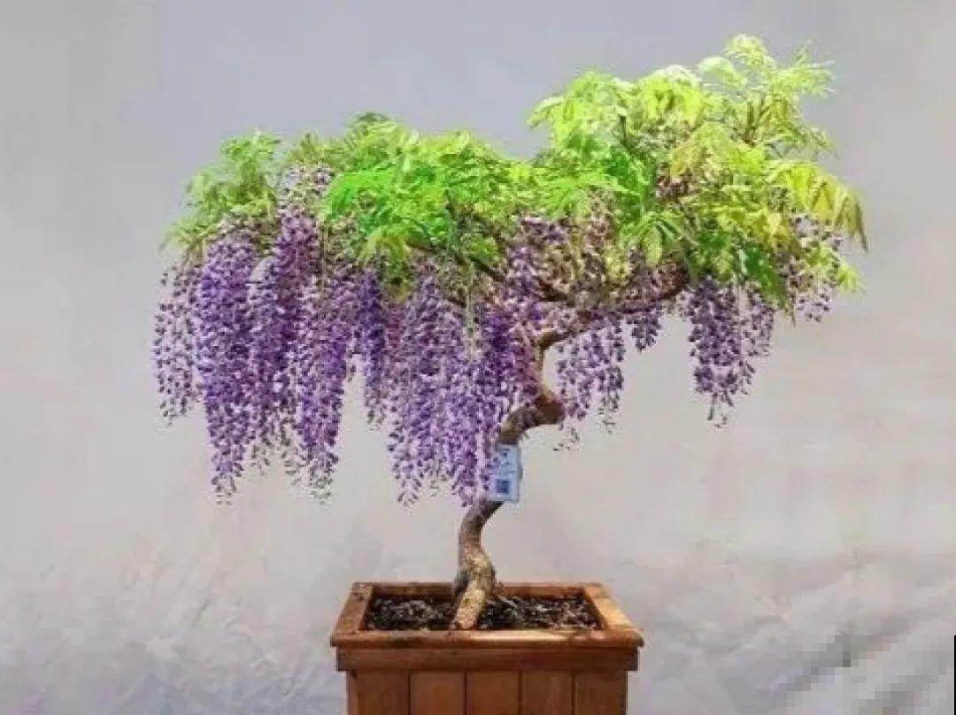 4种花养成老桩，价格能翻好几倍，开花也更多