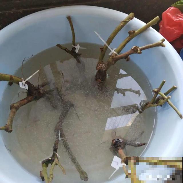 不长叶不长枝的花别买，都是骗人的，养不活浪费钱