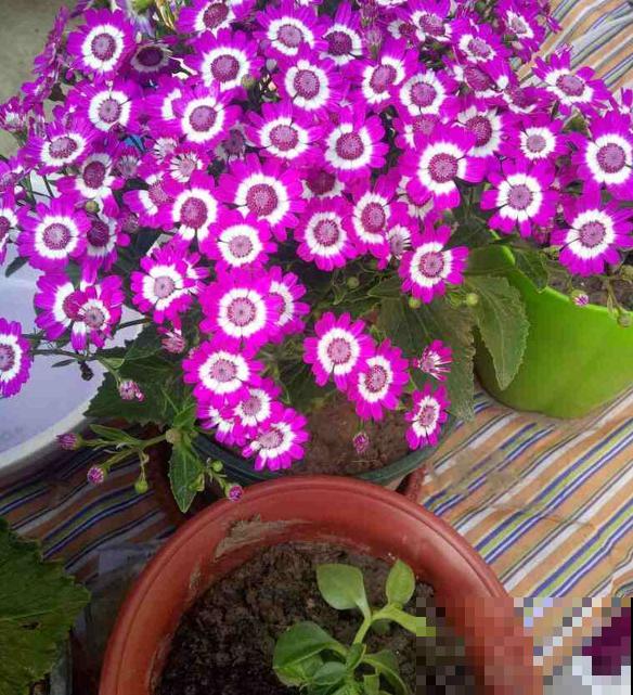 瓜叶菊挺好养，不怕冷也不怕热，怎么造都能活！