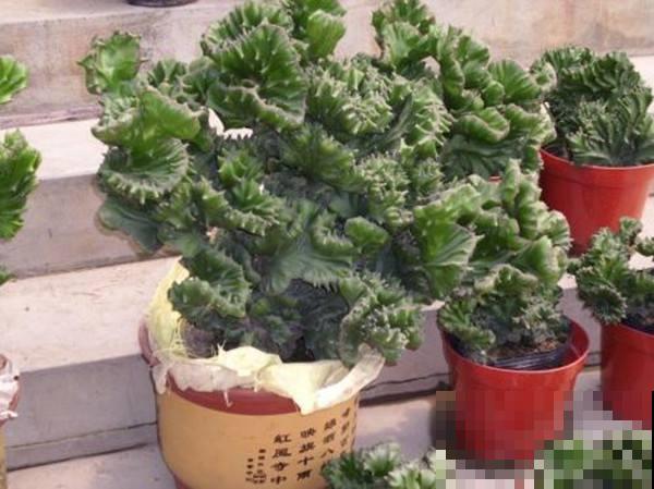 这5种植物,越长越丑,为什么很多人都喜欢养? 这5种植物,越长越丑,为什么很多人都喜欢养?