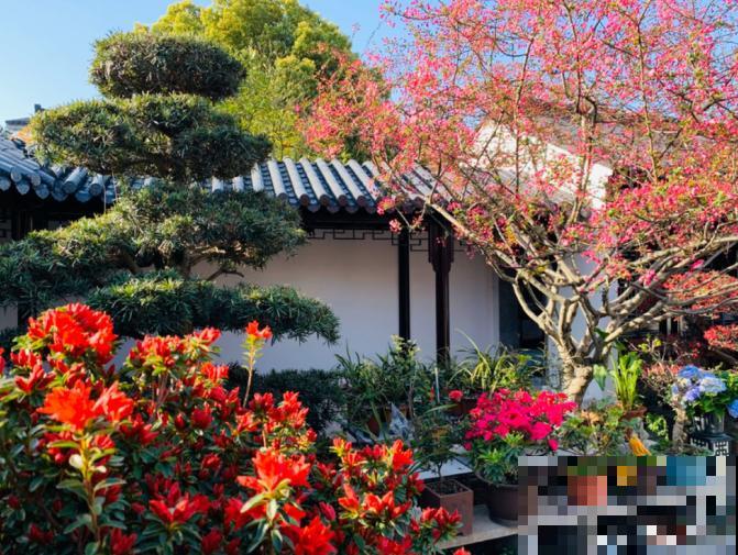 适合地栽养的花木，只要种一棵，年年有花赏！