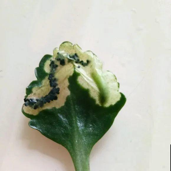 虫子再不杀，花都要死了，活不过今年！