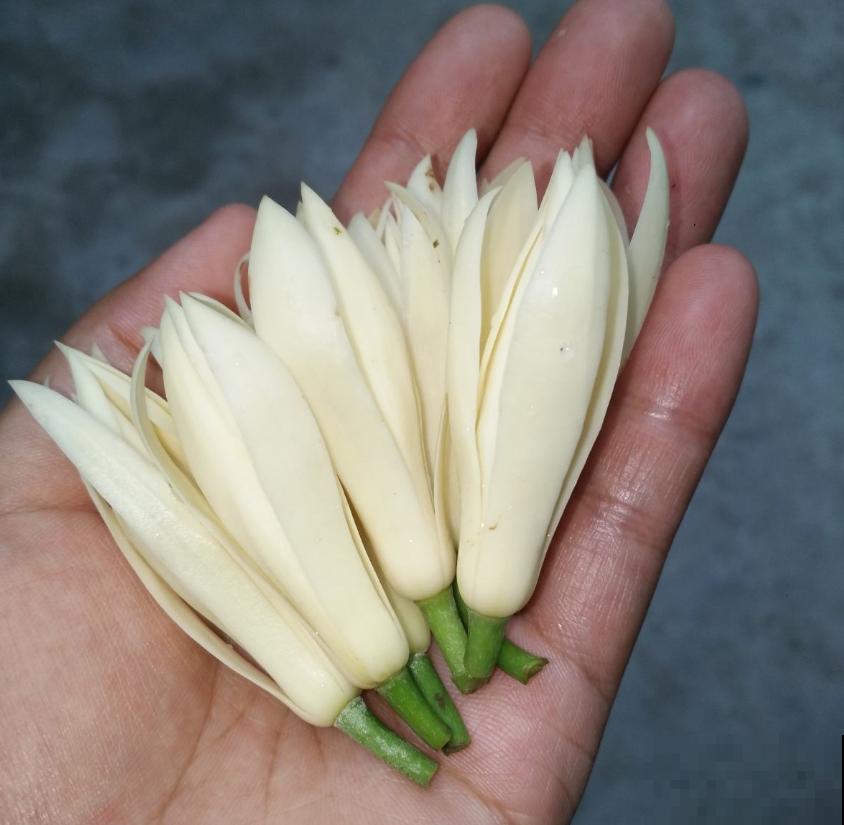 黄角兰特好闻，院子里种一棵，香飘十里！