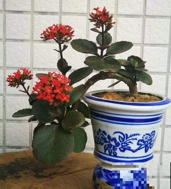 最大的长寿老桩,7年时间,养成盆景! 最大的长寿老桩,7年时间,养成盆景!