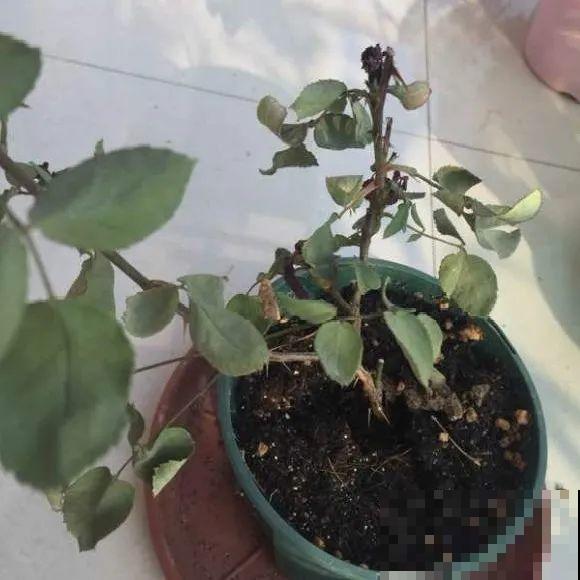 离家半个月，回来花全死了，别扔，还有救！