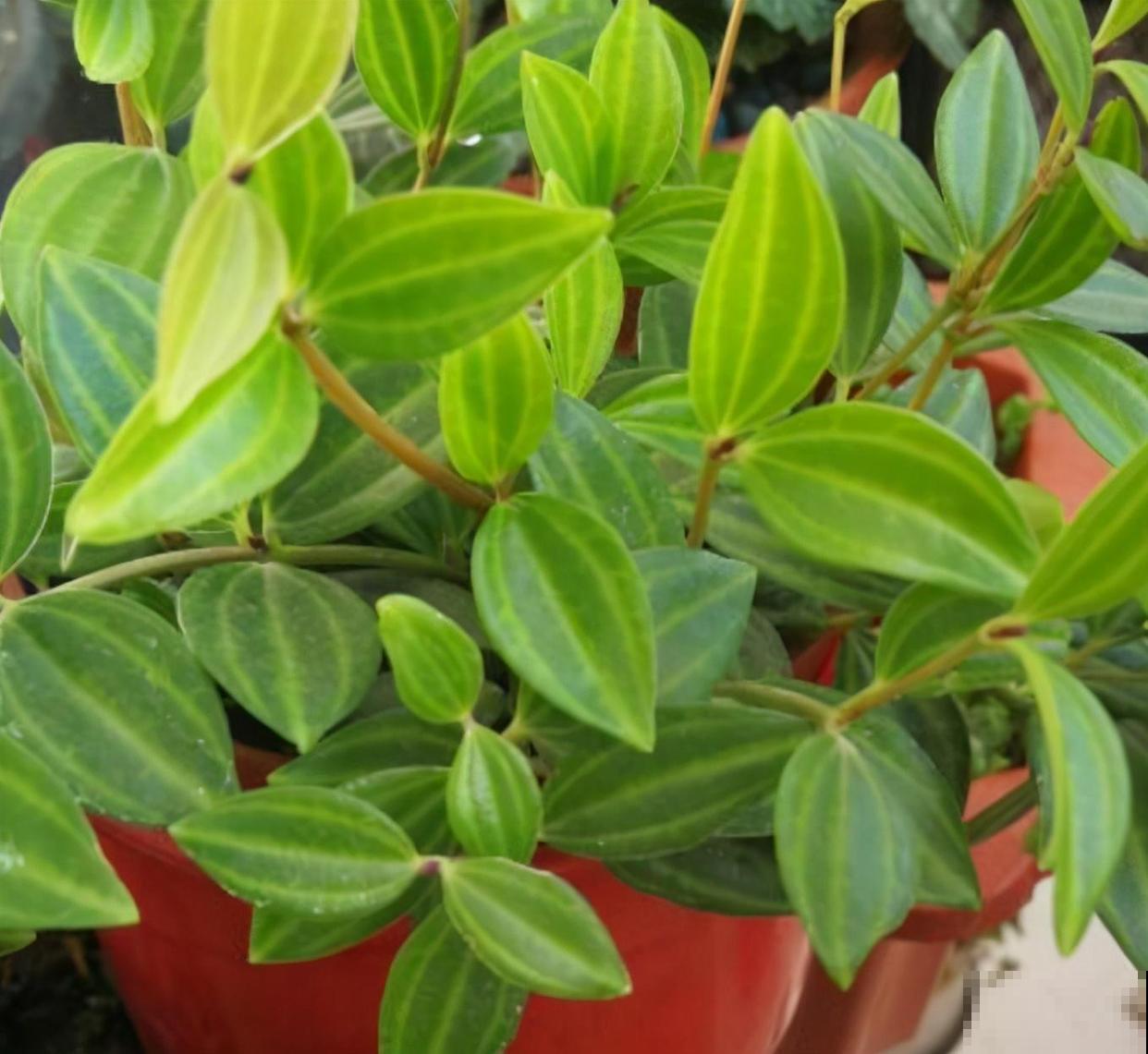 家里养盆钻石翡翠，叶片绿油油，摆在窗边特好看！