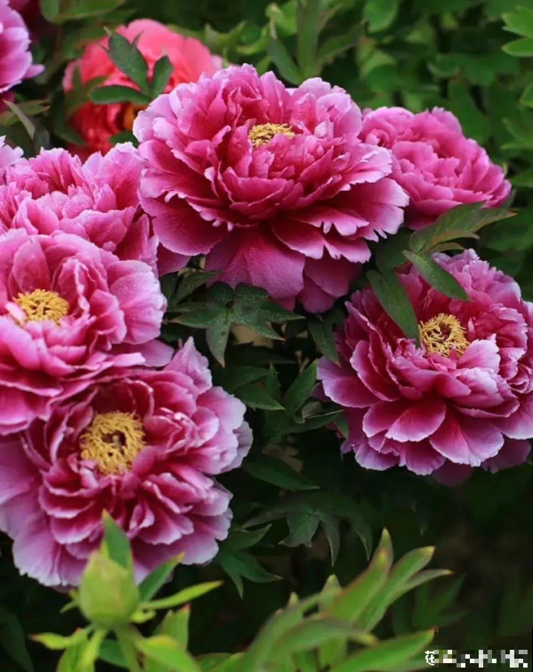 再穷也要养长寿花，寓意好、开花美，养人又养家！