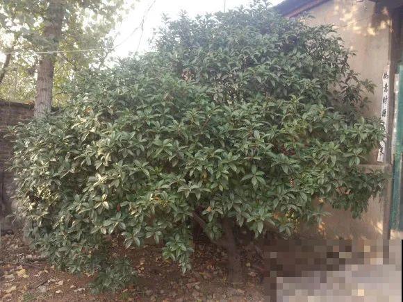 50年的桂花树,卖了5万块钱,大家觉得值吗? 50年的桂花树,卖了5万块钱,大家觉得值吗?