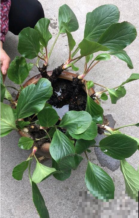 白菜在家养了8年，养成了老桩，长得可旺盛！