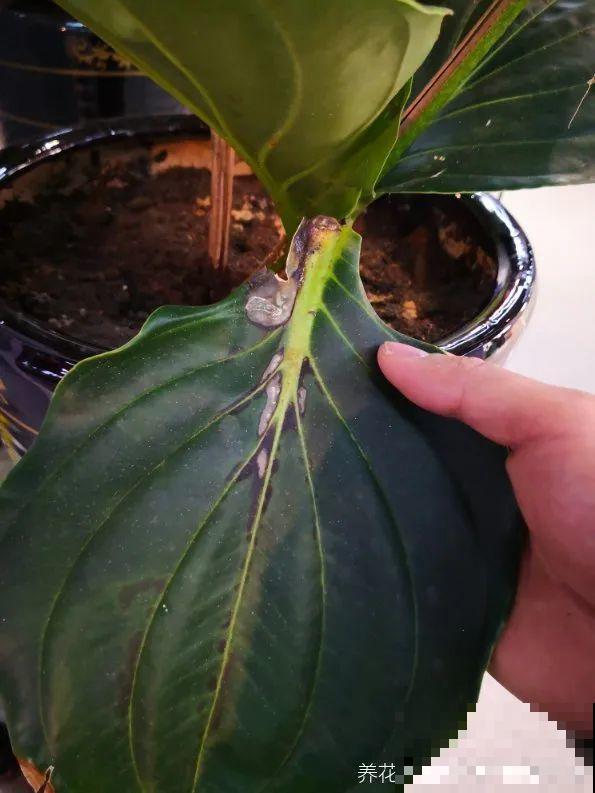 300块钱的花，一个没注意，一周掉成光杆司令