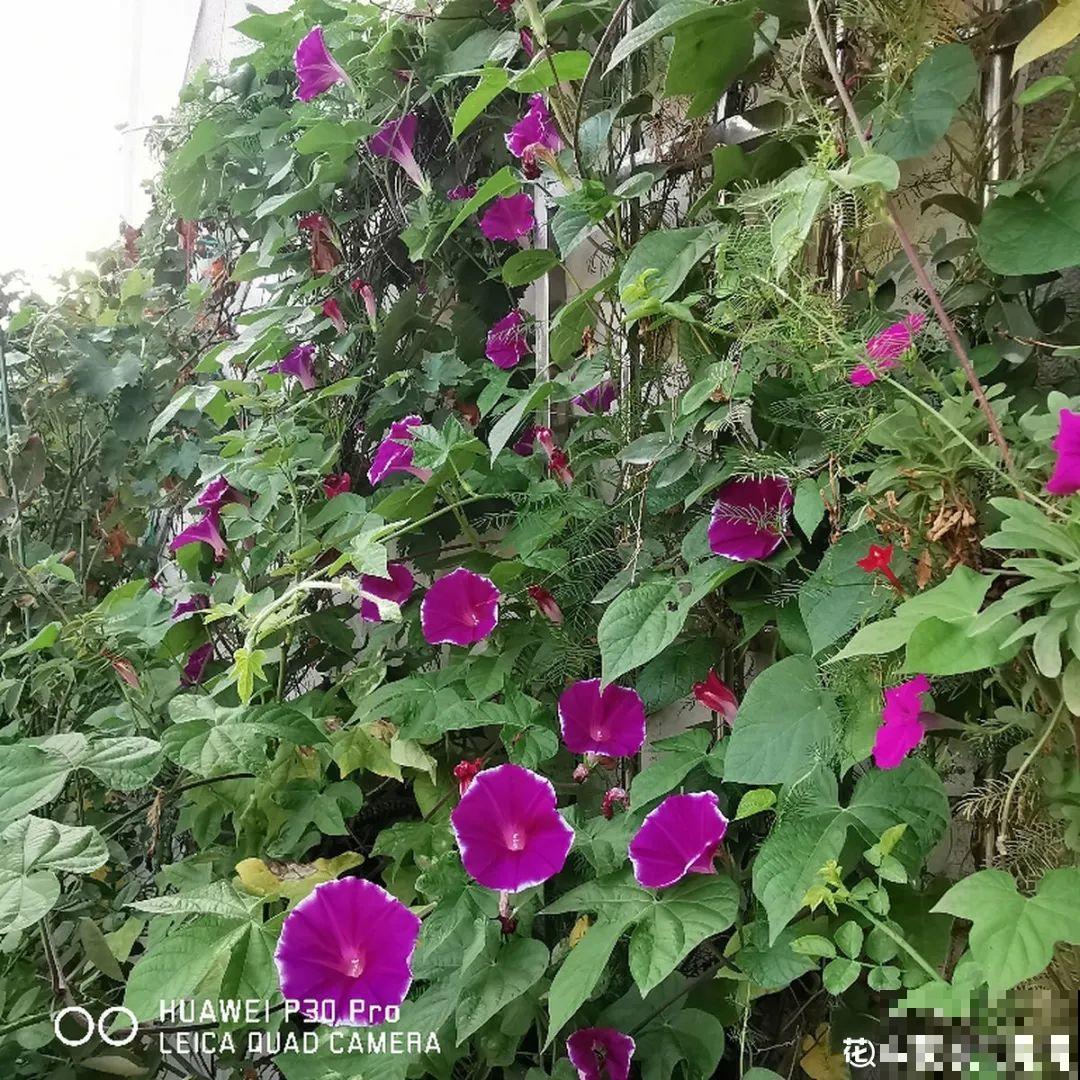 15种花，开完花就结种子，千万别丢掉