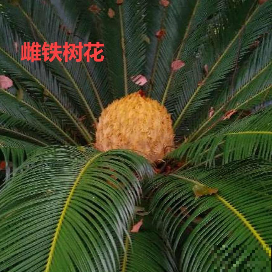 铁树开花，生了一窝“蛋”，千万别乱掏！
