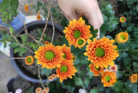 这种花就欠冻，搬进室内掉叶子，放外边就好！