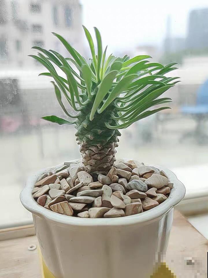 10种小众花，见过的人很少，养一盆特别有面子！