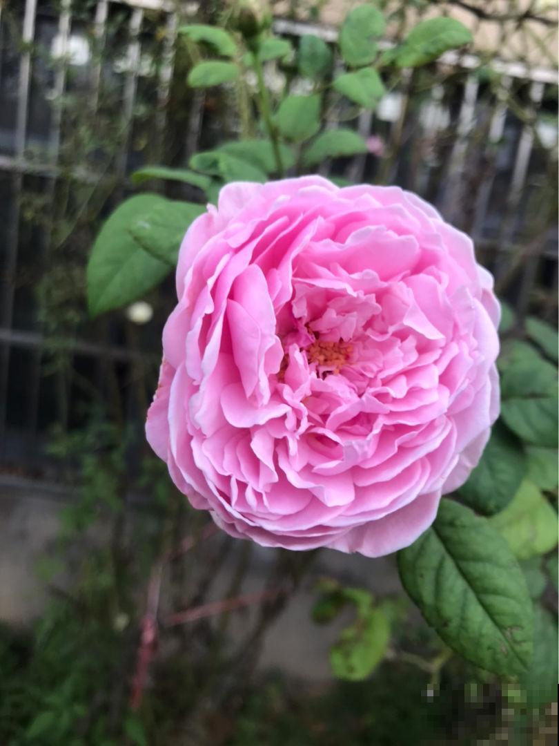 秋天凉风飕飕起，花卉入室要注意，两项工作要做好