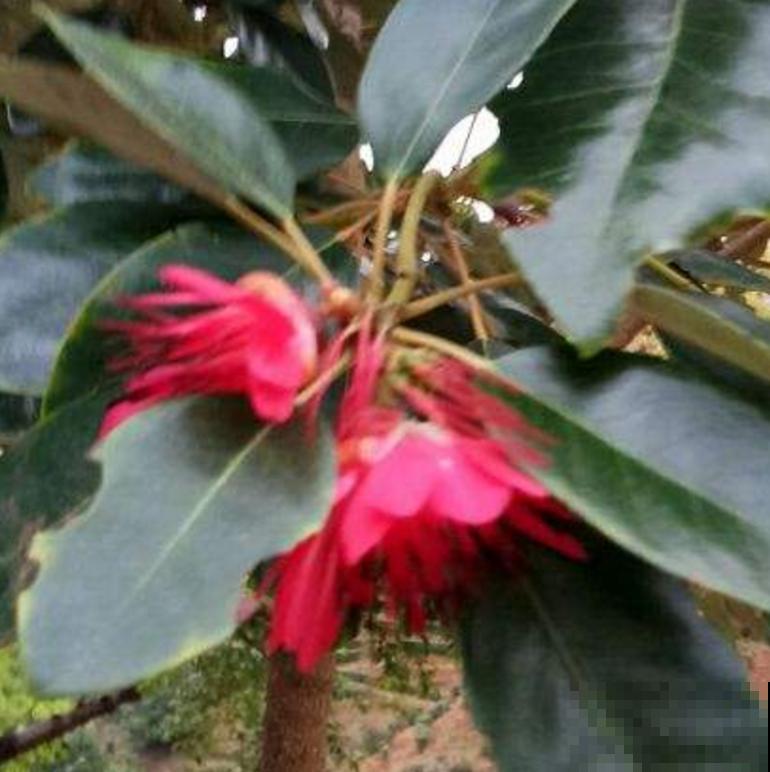 院里种棵红花荷，花大如盏，红彤彤的特喜庆！