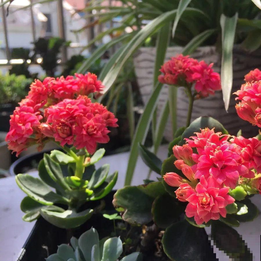 水浇多了，快把土刨掉，否则花3天必死！