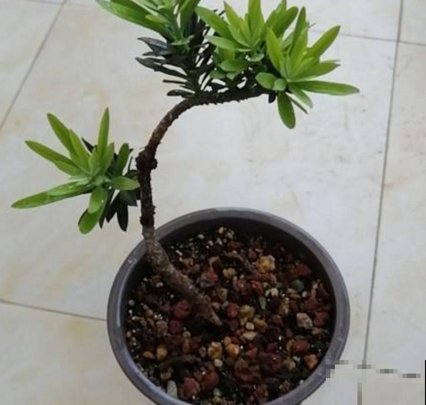 罗汉松盆景有气势，剪根枝条就能养，省钱省到家！