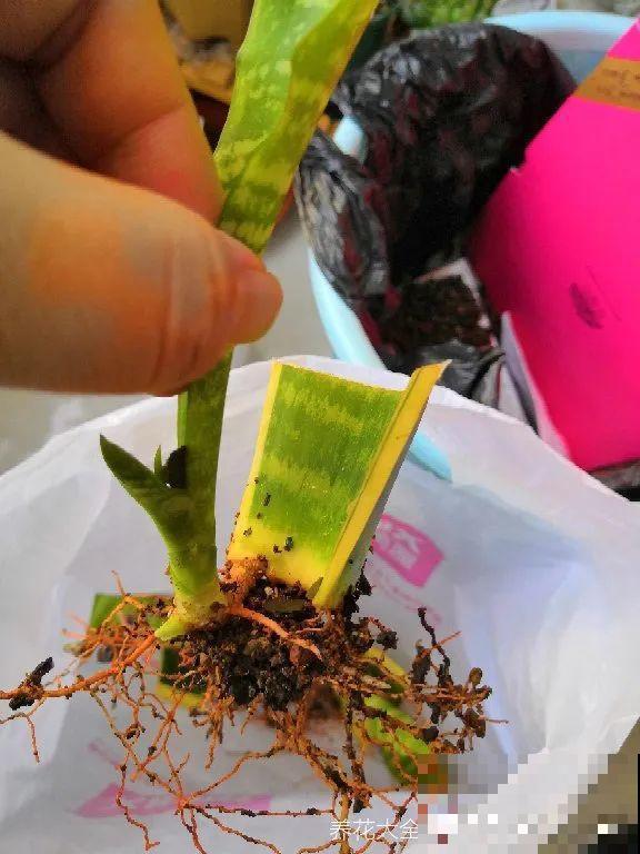 冬天扦插，只用一张塑料薄膜，就能长出小嫩芽