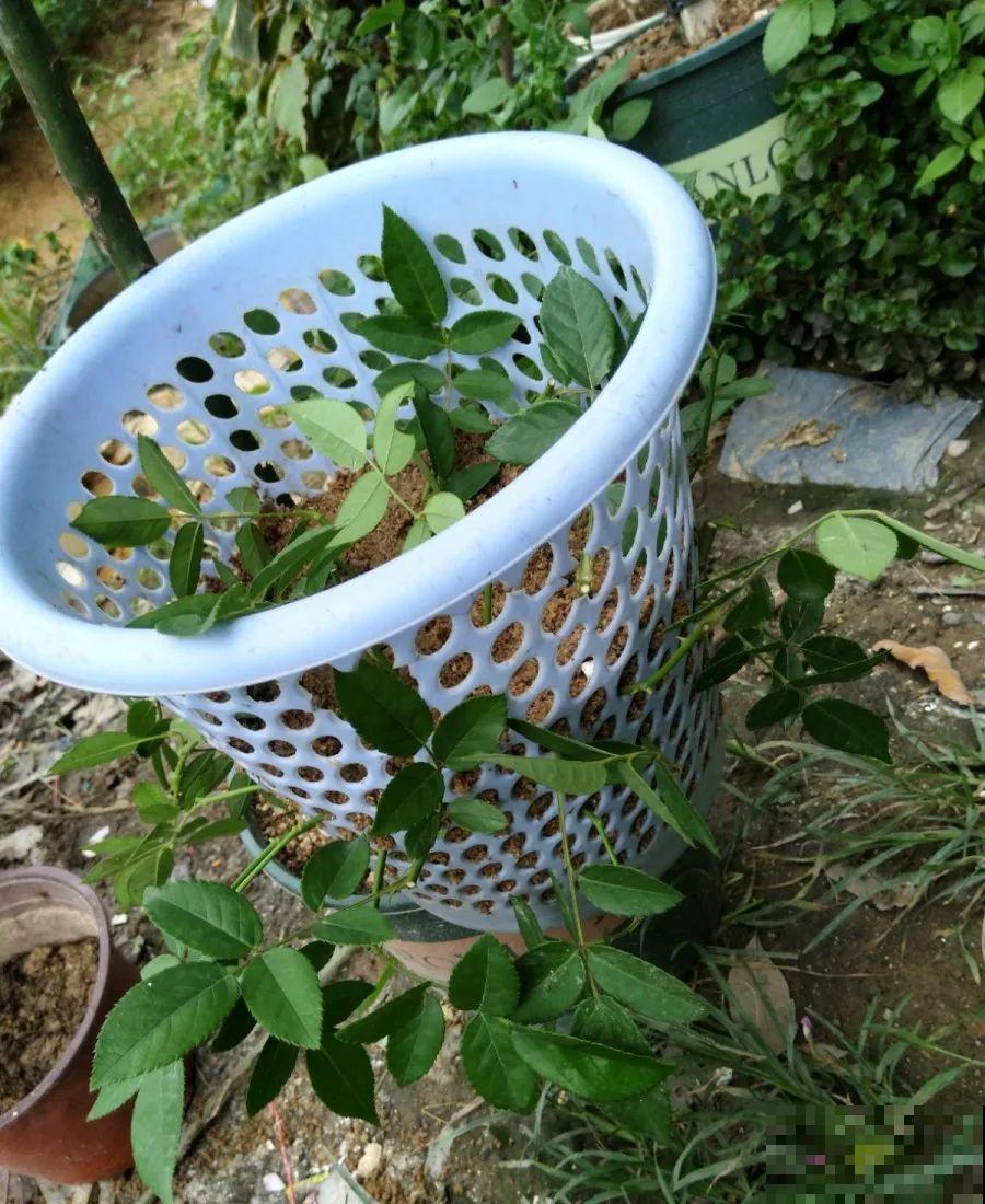 垃圾桶也能养花，扦插种菜样样行，省了不少买盆钱