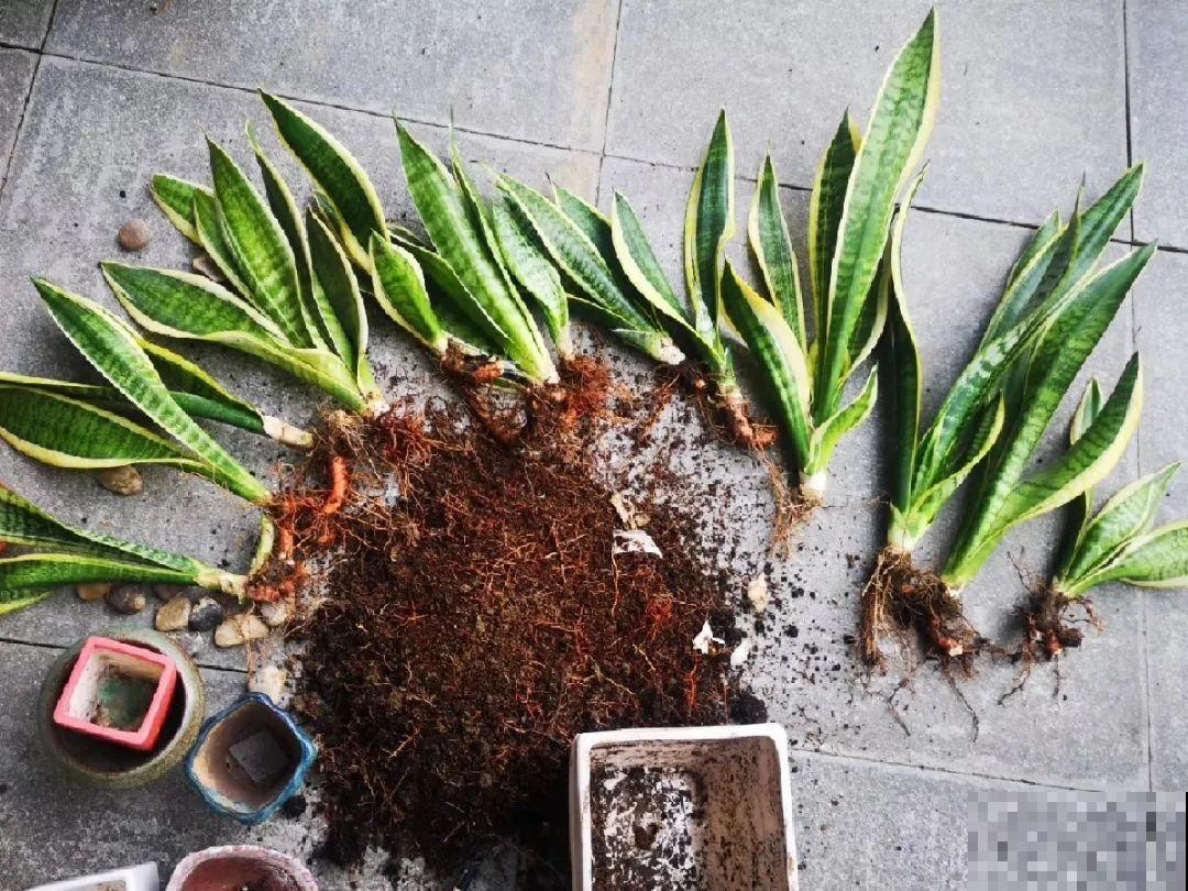 花上长了这个,再不换盆,就要憋死了! 花上长了这个,再不换盆,就要憋死了!