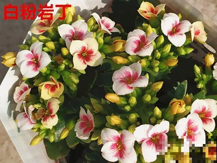 这种花品种多,花型好,养了你就爱上了! 这种花品种多,花型好,养了你就爱上了!