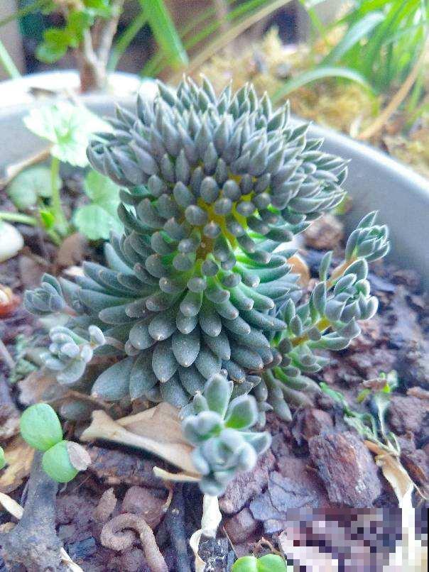 养多肉注意4个要点，新手也能养出缀化肉，看着特震撼