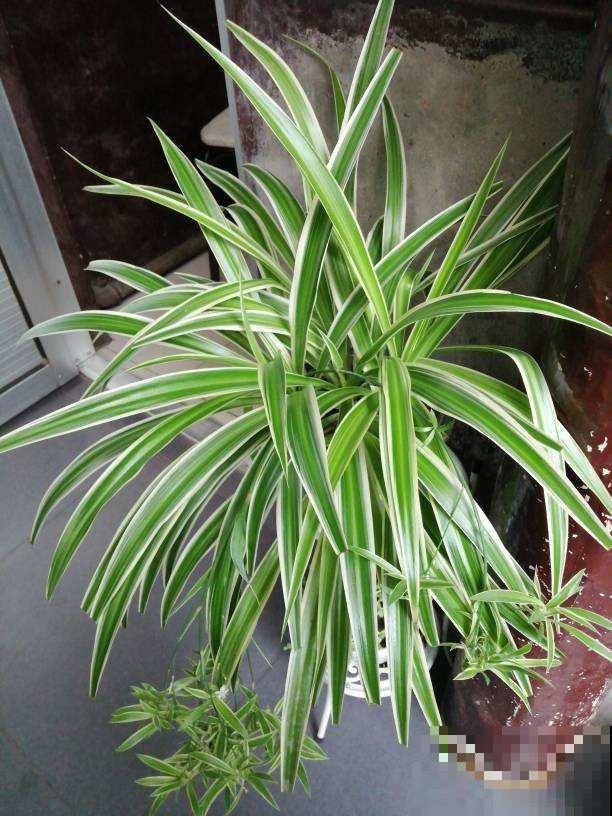 适合秋冬养的“懒人花”，太勤快养不好，越懒养得越好