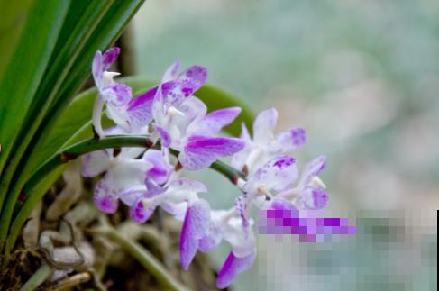 这种花叫多花指甲兰，花量特大，像毛茸茸的狐狸尾巴！