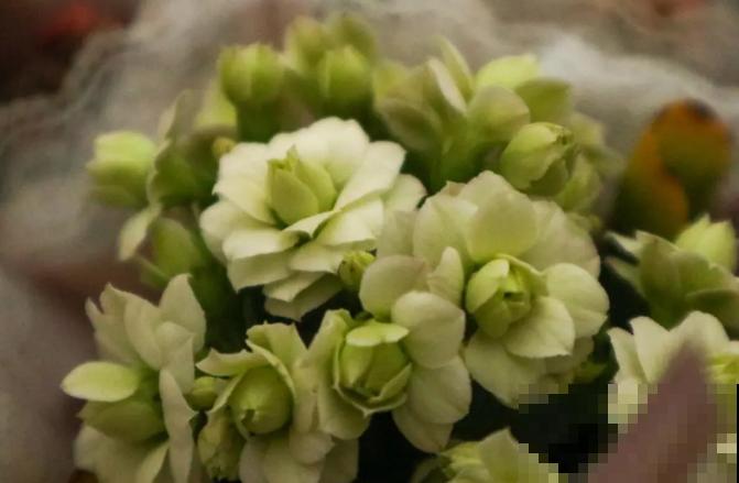 这花看一眼就爱上，年年死，但年年都想买！