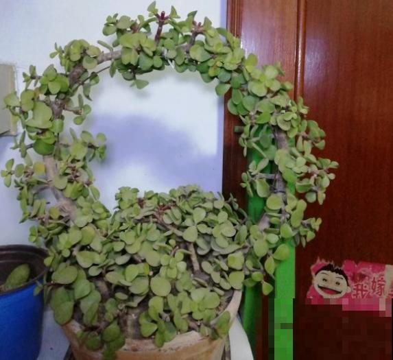 养金枝玉叶有讲究,掌握3个小窍门,太好养! 养金枝玉叶有讲究,掌握3个小窍门,太好养!